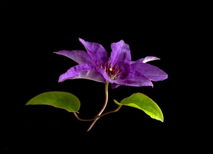 nethycurl's tweet photo. Art of the Day: "Clematis "The President"". Buy at: https://t.co/xWDtI2v6bO https://t.co/Jb8SJ1AbUv