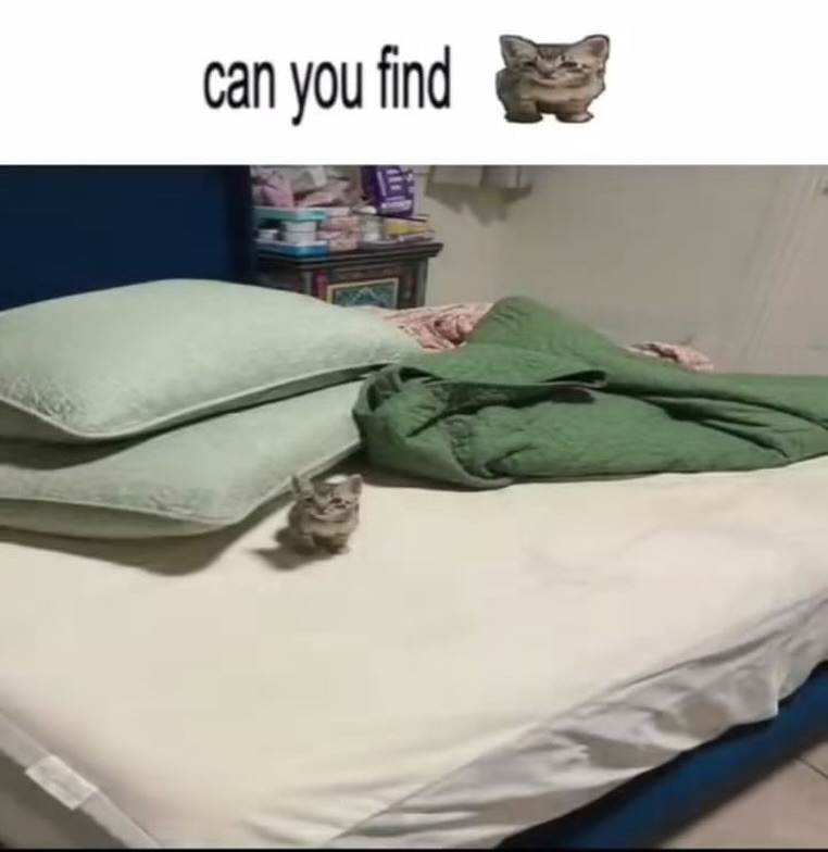 smol silly cat tweet media