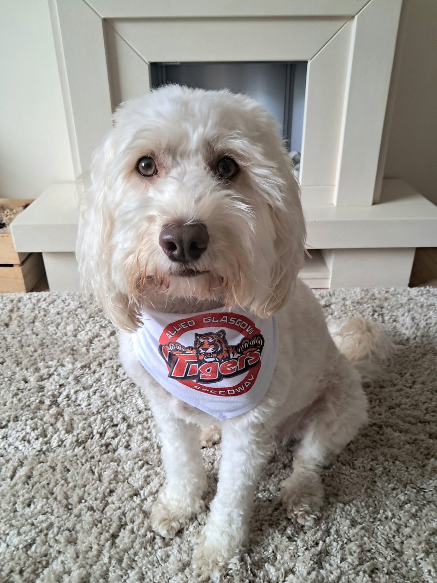 fiona_02's tweet photo. @SpottedSpeedway Arlo supporting @glasgowtigers π―π https://t.co/1dTmzMu46w