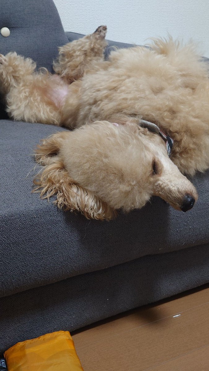 Ryo040917's tweet photo. カエデの寝方変なんだけど。
#いぬのいる暮らし
#トイプードル 
#犬好きさんとつながりたい https://t.co/M3vdbrzjI8