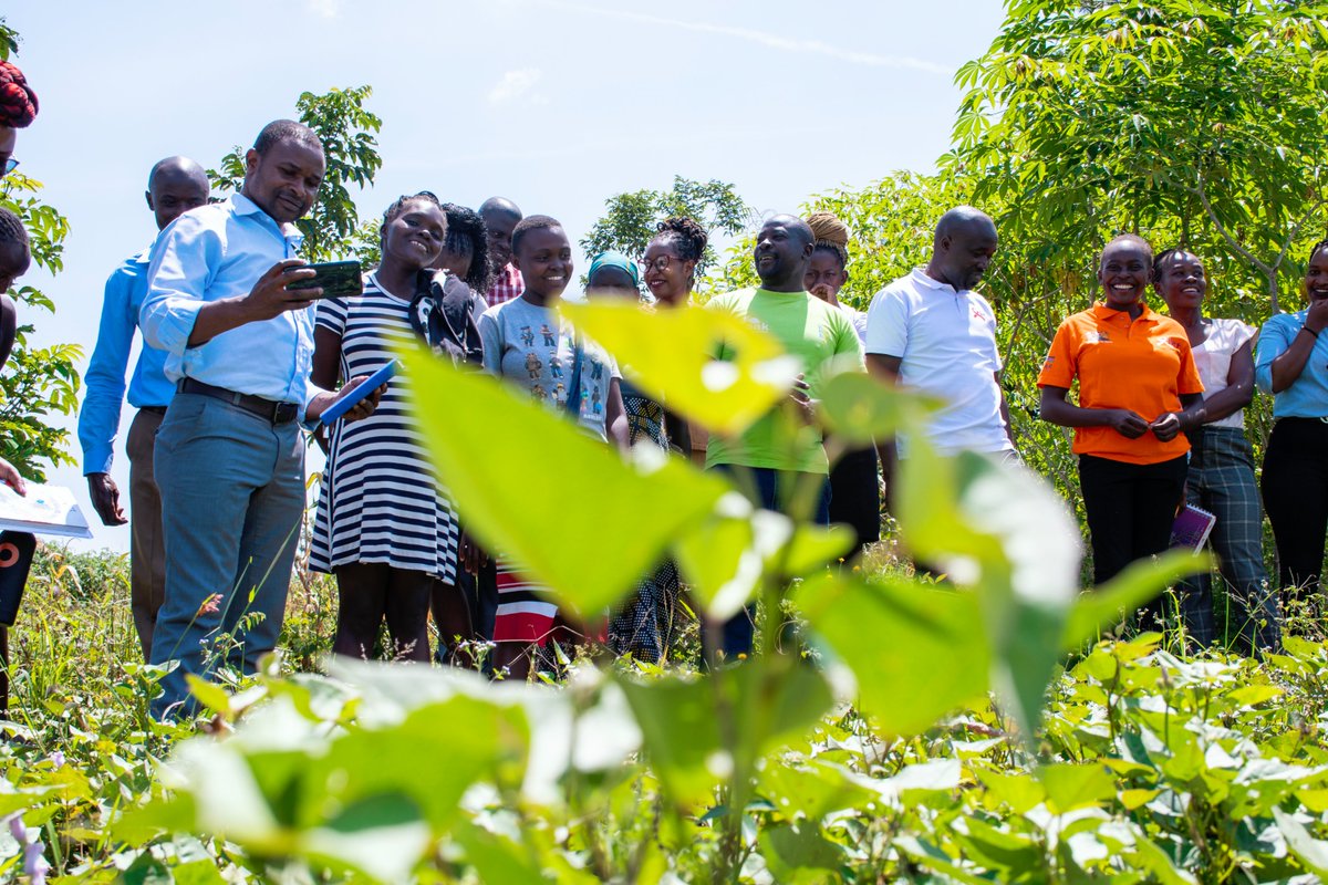 LVCTKe's tweet photo. Kihoma Young Women Group from Homa Bay County's South Kasipul Ward has been trained in goat farming. They now have the skills to construct a goat barn, grow fodder, and prepare silage. They are optimistic this initiative will enhance food security for their households. #BeyondHIV https://t.co/TQHRxZQSoE