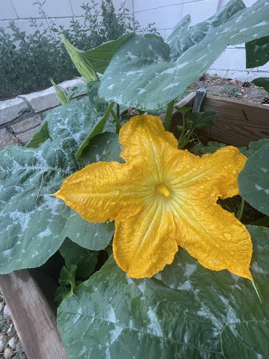 Cassie Boness, PhD tweet media