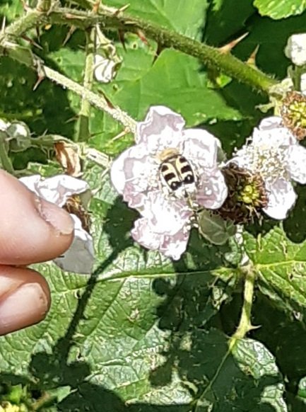 FaneSimon's tweet photo. @StevenFalk1 Hi! Can I pick your brains? In South Somerset, but presuming that this is Trichius gallicus? https://t.co/s2smml3b5H