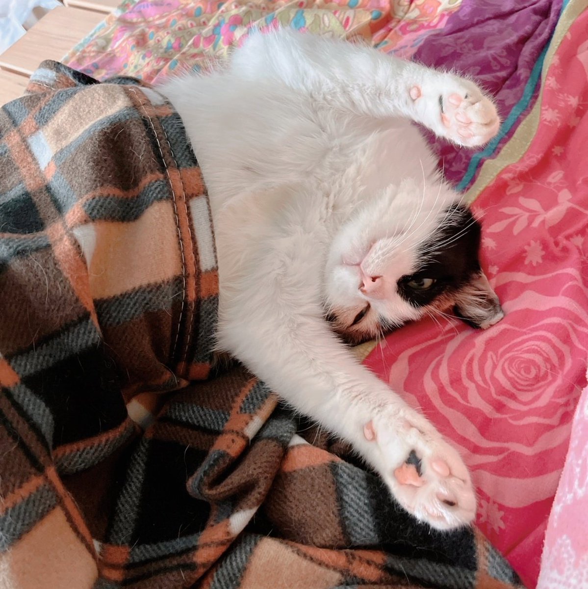 동생이 외가 갈때마다 밥주던 시골 산고영을 데려오고 싶어했는데 이 당시 동물까정 키울 자신이 없어 마지막까지 반대하던게 저였습니다만, 한겨울에 자기 아지트라고 저걸(비닐하우스 덮는 천) 구경시켜줬다 좌측 사진을 보내기에 걍 데리고 오라고 함. 제 마음을 바꾼 한장입니다.