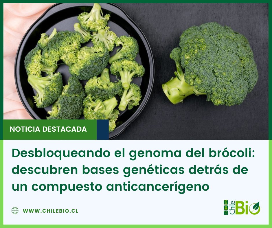 ChileBio_AG's tweet photo. Un estudio genómico detallado del #brócoli reveló las bases genéticas detrás de los #glucosinolatos (GSL), compuesto con propiedades anticancerígenas. Esta nueva información facilitará el mejoramiento de variedades con mayor valor nutricional.

https://t.co/Qz3SLWHjyC https://t.co/BrKbtcPkPz