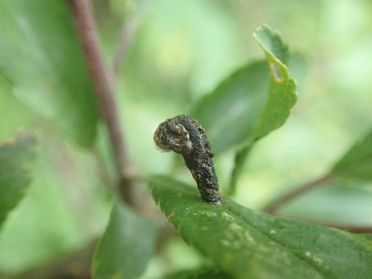 andymus1's tweet image. V enjoyable weekend @GlobalBirdfair talking all things @PSListing alongside @graemelyons and @bubomike. Managed to fit in 11 lifers. Here are Himacerus boops (swept by GL), Loricula elegantula (beaten by GL) and the case of Coleophora anatipennella on Blackthorn by the campsite