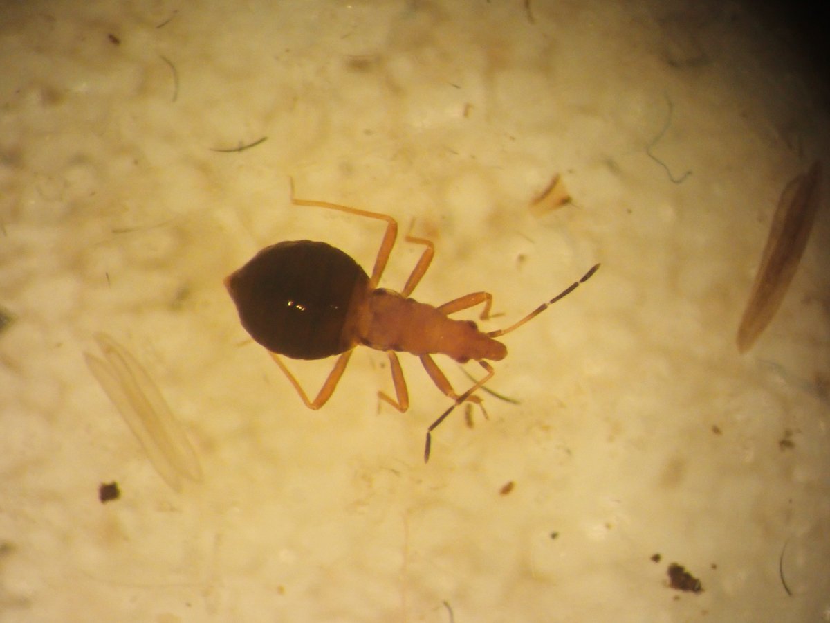 andymus1's tweet image. V enjoyable weekend @GlobalBirdfair talking all things @PSListing alongside @graemelyons and @bubomike. Managed to fit in 11 lifers. Here are Himacerus boops (swept by GL), Loricula elegantula (beaten by GL) and the case of Coleophora anatipennella on Blackthorn by the campsite