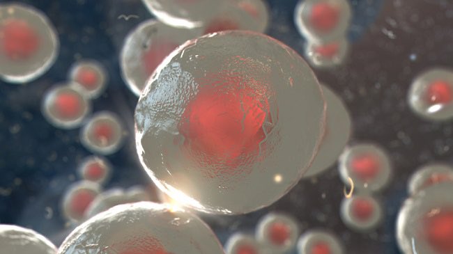 UofG MVLS (@uofgmvls) on Twitter photo 1/2 Scientists <a href="/UofGlasgow/">University of Glasgow</a> have created the first bioengineered bone marrow model which can support the type of human stem cells that are crucial for bone marrow transplants and in vitro study work 🧬
More ➡️ gla.ac/3Y0wBuj 1/2 Scientists <a href="/UofGlasgow/">University of Glasgow</a> have created the first bioengineered bone marrow model which can support the type of human stem cells that are crucial for bone marrow transplants and in vitro study work 🧬
More ➡️ gla.ac/3Y0wBuj