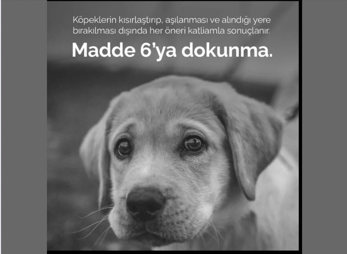 HurAyse's tweet photo. 8/8 Bu arada insanlar için ötenaziye izin vermiyor bu ikiyüzlüler, orası ayrı konu! 

Lafı ağzınızda gevelemeyin: Sokak köpekleri için planladığınız, toplu katliam!  Soykırım! Halbuki mevcut kanunun 6. maddesi uygulasanız dahi sorunlar minimuma iner. Ey iktidar! #köpeğimedokunma! https://t.co/9VFJeLjwtb