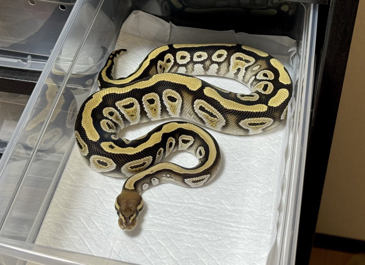 NoMusicNoWutang's tweet photo. メンテ進まない
Honey Cypress het Clown ♂
#DPRcoldblood https://t.co/vuNV4gM7m6