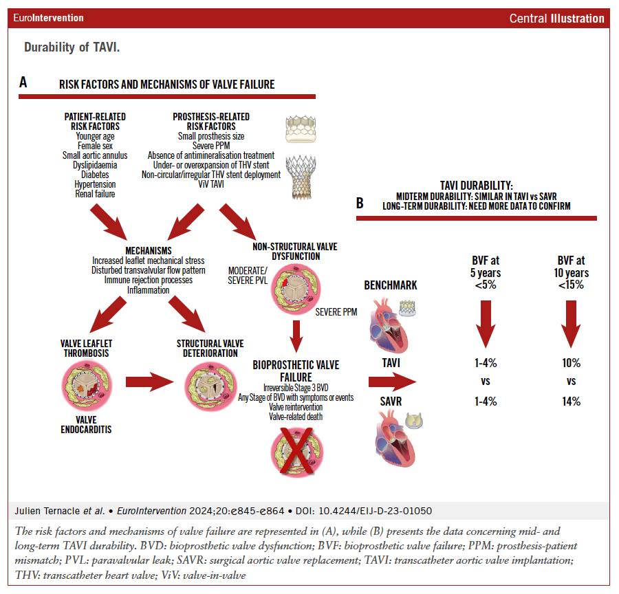 EuroIntervention (@eurointerventio) on Twitter photo 🆕 State of the Art
DURABILITY OF TRANSCATHETER AORTIC VALVE IMPLANTATION
TAVI shows promising long-term results, comparable to SAVR, even in younger, low-risk patients. <a href="/PPibarot/">Philippe Pibarot</a> #Cardiology #EAPCI #TAVI #SAVR
ow.ly/LCJn50SBTow 🆕 State of the Art
DURABILITY OF TRANSCATHETER AORTIC VALVE IMPLANTATION
TAVI shows promising long-term results, comparable to SAVR, even in younger, low-risk patients. <a href="/PPibarot/">Philippe Pibarot</a> #Cardiology #EAPCI #TAVI #SAVR
ow.ly/LCJn50SBTow