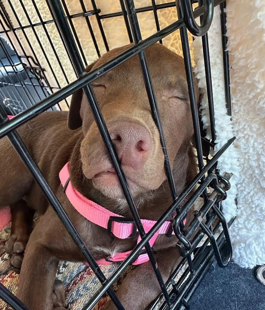 RescueSoco's tweet photo. Alumni Update - Jinx, now Harper!
"Thank you guys again for everything, she’s been nothing but the absolute best!  She’s such a smart girl and getting the hang of things so quickly!
She’s the best puppy girl we could ask for!" 1/2 https://t.co/oS44Rke1Lo