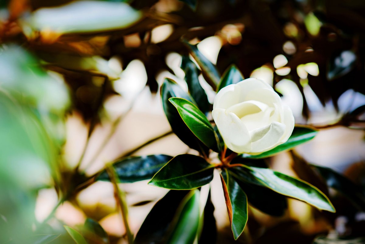 Beauty that’s made in the shade … explore 12 shade perennials that are perfect for the Gulf Coast: jerrypatedesign.com/12-shade-peren…

#shadeperennials #gulfcoastplantings #gulfcoastperennials #perennialsplants #jerrypatedesign #landscapeplanting #landscapearchitecture