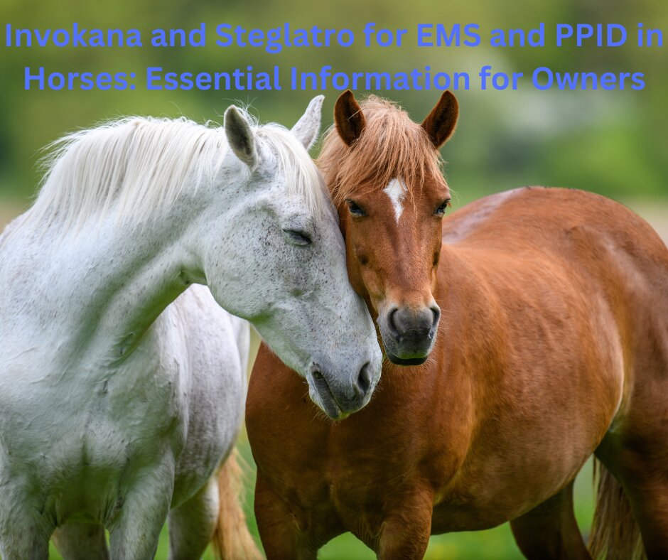 Dock Pharmacy tweet media