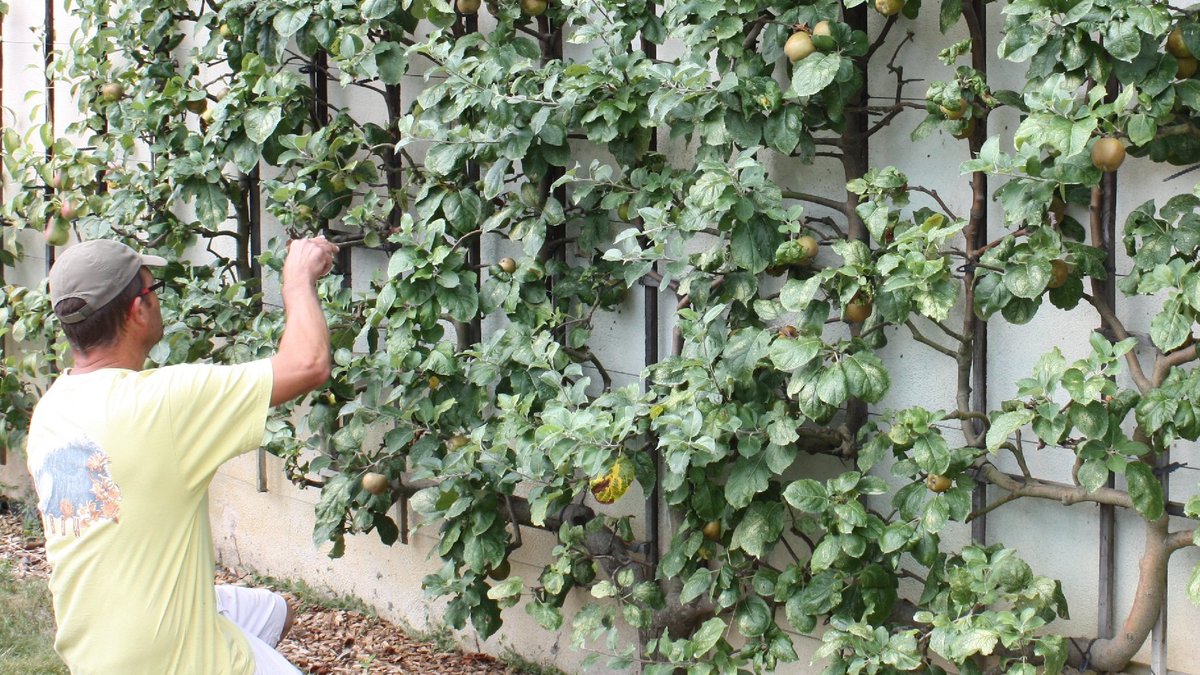 #Conseil jardin🌿
Les agents du Domaine taillent les fruitiers ! Pour former au mieux les arbres fruitiers en espaliers, il est temps d'attacher les nouvelles pousses avant qu'elles ne soient trop rigides🌸