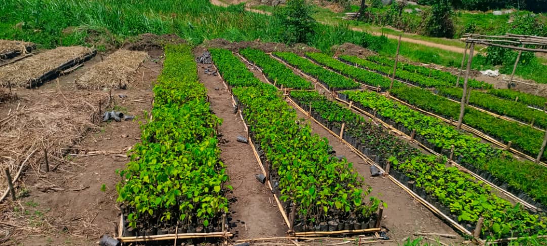 BalukuI49inex's tweet photo. Community members play a vital role in land restoration efforts by contributing their time and effort, ultimately reducing the dependency on expensive paid labor. We are campaigning for the restoration of Wetlands, River banks, landscape in our communities in Kaseses Western Ug. https://t.co/kdQAa1pn5J