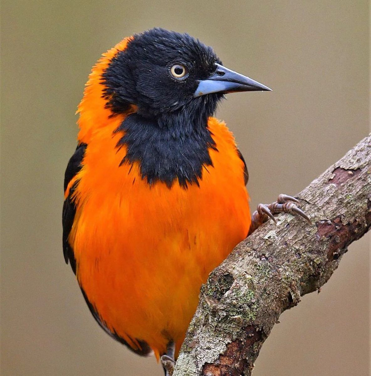 Campo Troupial 🧡🖤