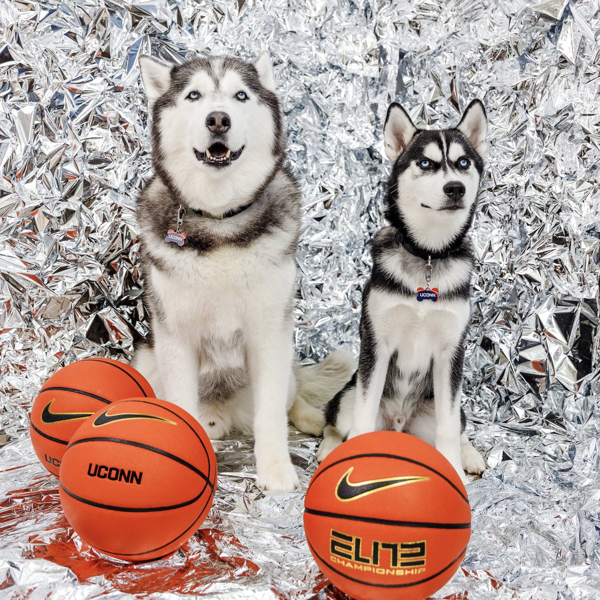 UConnCreative's tweet image. We’re hiring! 🚨

Social Media Content Assistant 🎥📸🤳

We’re looking for someone with creative video experience to help us create content for all of our teams.

More info: UConnHuskies.com/jobs