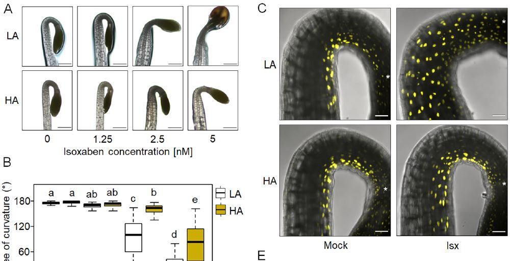 Cell wall integrity modulates HOOKLESS1 and PHYTOCHROME INTERACTING FACTOR4 expression controlling apical hook formation buff.ly/3zJhlYJ @RiccardoLorrai @<a href="/nowako76/">Ondrej Novak</a> <a href="/AleB_1986/">AlessandraBoccaccini</a> <a href="/SapienzaFisVe/">SapienzaFisVe (curated by Pontiggia)</a> <a href="/SimoneF72643182/">Simone Ferrari</a> <a href="/StephaneVrg/">Stéphane VERGER</a> @SRobertGroup <a href="/xanderjones82/">Alexander Jones 🌈</a> <a href="/OfRegulators/">Laboratory of Growth Regulators</a> <a href="/ASPB/">ASPB</a>