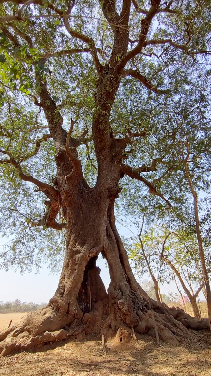 🌿Rear View🌿 tweet media