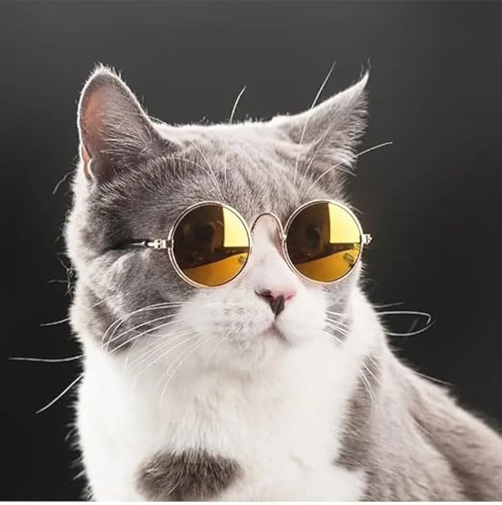 anadsuji's tweet photo. @EricCryptoman remember $KIMI the cat that hit 300 million ?

we running this back day two and we set a new floor chart ready to go BRRRRRRR 🚀🚀

A6jYYUKaoxVo5uQtQNLUmfzrHBWL6vJFoFHdE17Jpump https://t.co/i6qK3mIxzz