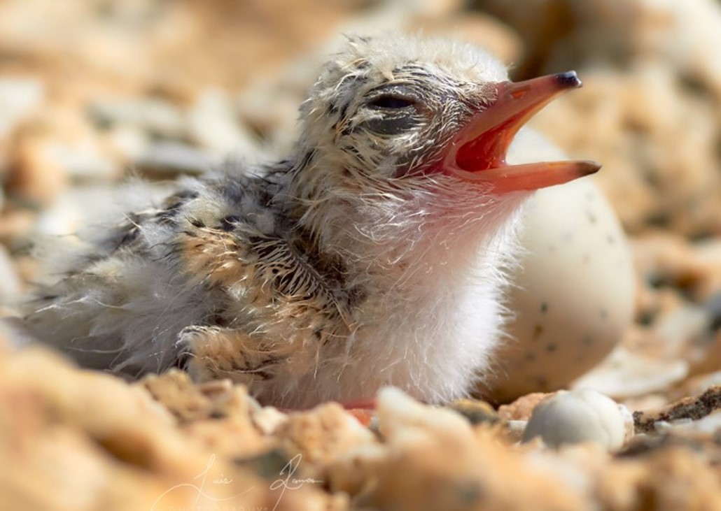 Luis_Ramos126's tweet photo. 🚨Breaking #seabird news! 🐦
This week, i'm dropping game-changing insights on #LeastTern at #BirdsCarib24DR.
Poster: "Breeding Biology & Diet of #LETE in SW #PuertoRico: New Insight on Conservation needs"
Get ready for fresh discoveries! #caribseabirds #ornithology #invasive https://t.co/NwQ7QIkPLD