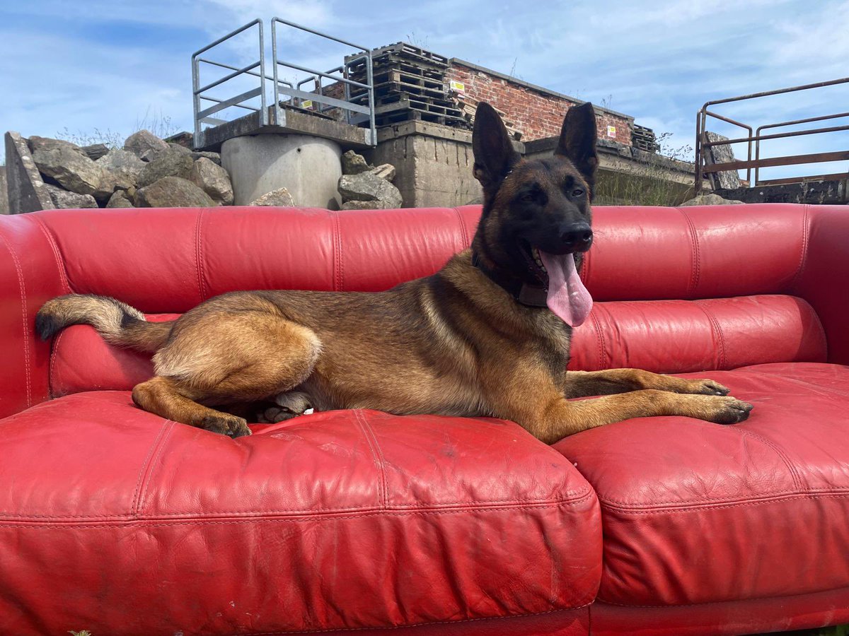 Coorie is taking some time out following a training session on this tongue out Tuesday but please don’t forget to check your smoke alarms 🚨 🚒  👩‍🚒 🐕👍🏼
#tongueouttuesday