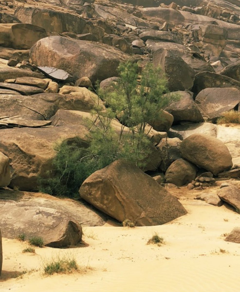 هضبة أم عنيق في جفرة الصاقب 
في احد جهاتها شجرة اليسر ويسمى البان من أشجار المورينجا