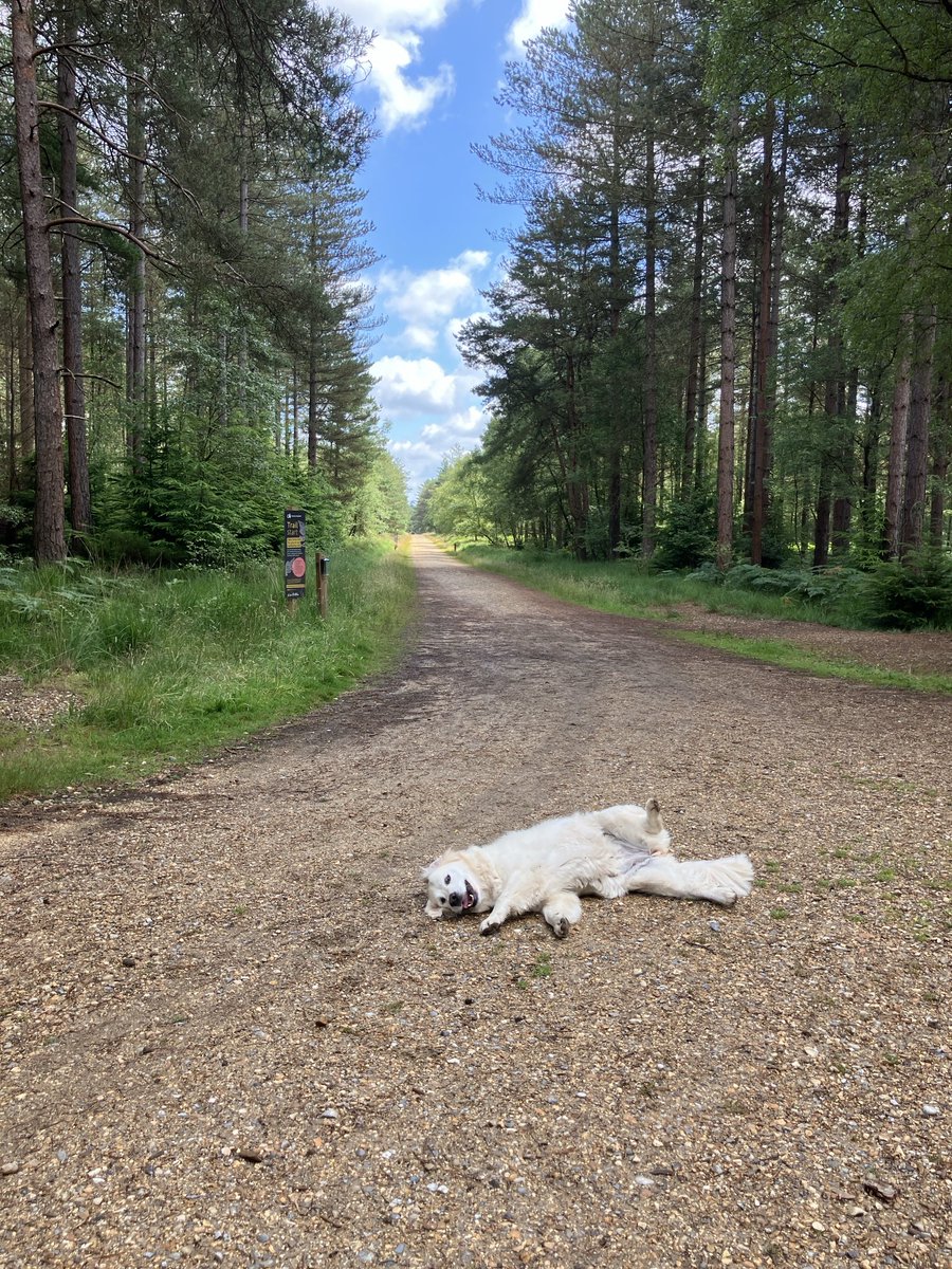 loabi_retriever's tweet photo. #GRMIF
Golden Retriever Malfunction in Forest.
(I was ok really, just winding M&D up) https://t.co/ZqHaDzKDjh
