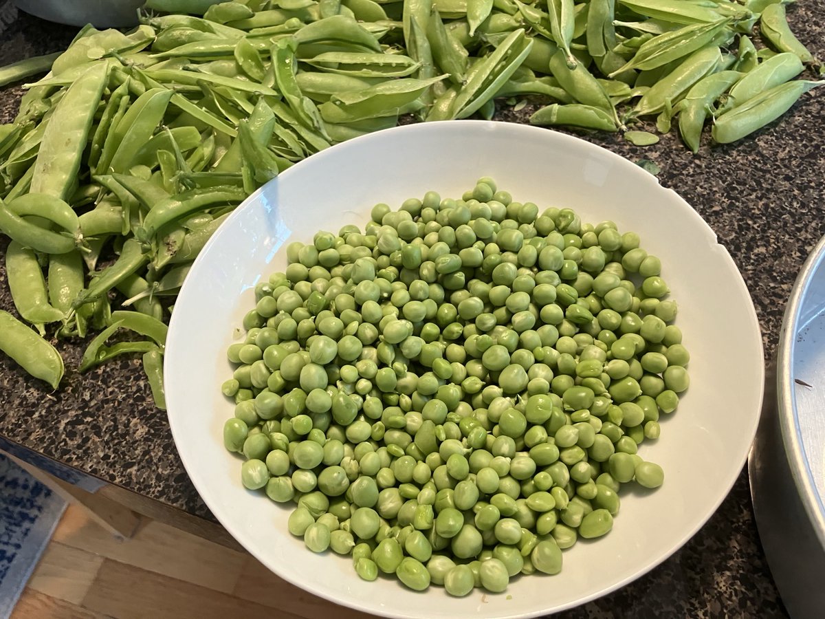 AmyCalder17's tweet photo. Maine peas from my garden! https://t.co/ofYkUeRvtq