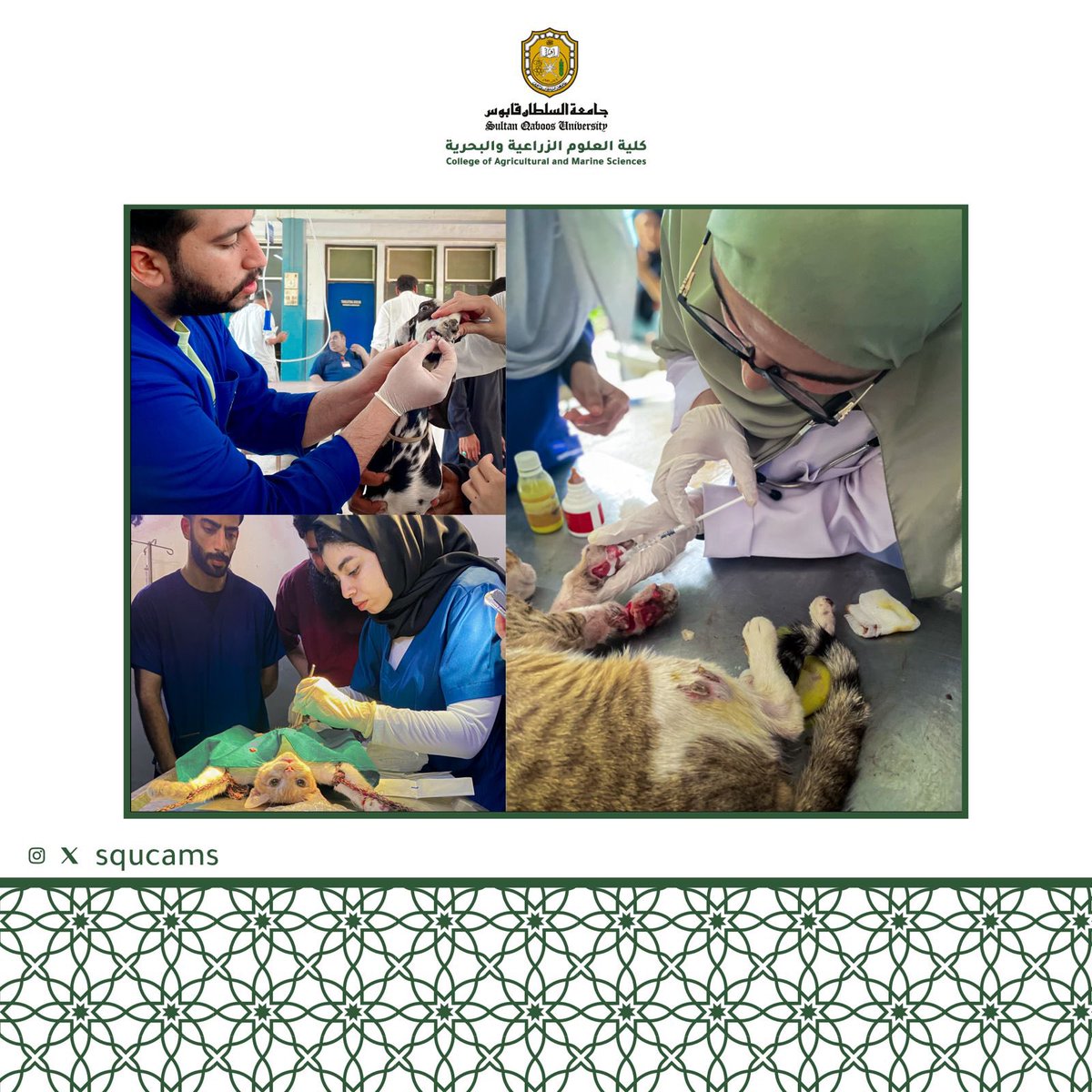squcams's tweet photo. شارك مجموعة من طلبة قسم علوم الحيوان والبيطرة في برنامج تدريبي في جامعة الزراعة بفيصل أباد بجمهورية باكستان، ويعتبر هذا البرنامج جزء من ساعات التدريب المعتمدة. وقد تم تدريب الطلبة في أقسام الجراحة والتكاثر والأشعة والألبان ومختبر الأمراض ومختبر تحليل الألبان. https://t.co/JUZtQ4282P