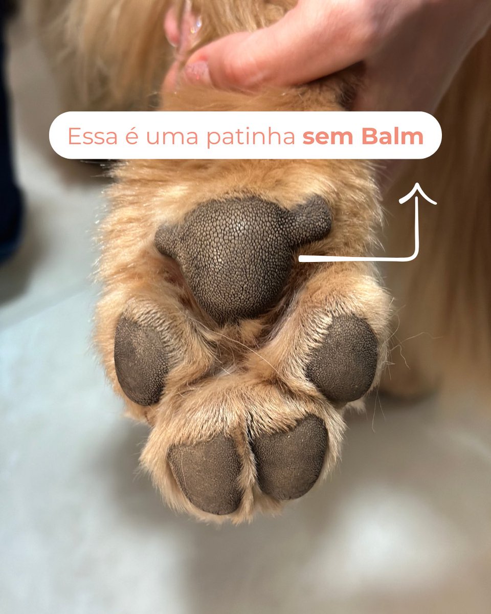Weasy_br's tweet photo. Segue a thread de como melhorar as patinhas de lixa do seu pet 👇 https://t.co/CL9c82wCfL