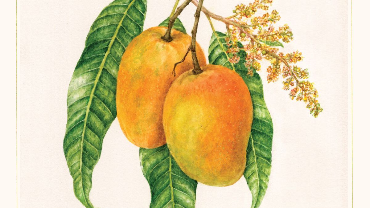 Slurrpapp's tweet photo. The Mango War: The King Of Fruits &amp; The Fight For Its Honour

To disrespect a city or a region, all you have to do is insult its #mango | @joshisopan writes in his latest book #MangiferaIndica | @AlephBookCo

Read an excerpt from the book here: https://t.co/TZy2jyJsLX https://t.co/f7LHcfM6wB