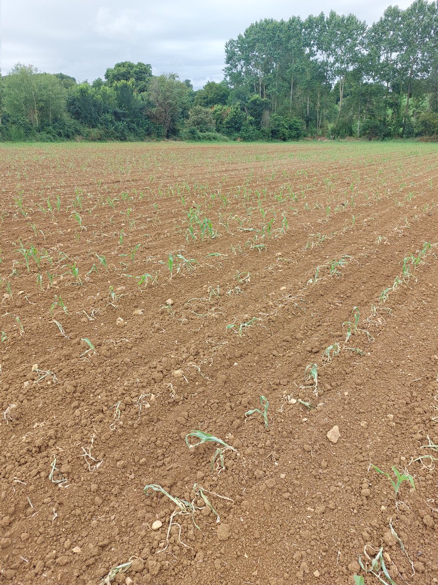 DamienFagot's tweet image. Voici une parcelle de maïs bio où les noctuelles ont fait déjà la récolte!! Tout était fait il restait plus que la récolte. Semis désherbage surveillance... et du coup je ne récoltera rien! Mais il faudra payer le fermage et tout ce qui a été fait! 1/2