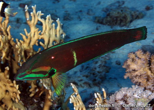 DORIS_ffessm's tweet image. Un #labridé de #merRouge et #océanIndien avec un fort dimorphisme sexuel arrive sur le site : la #girelle africaine.

BOURJON Philippe, SITTLER Alain-Pierre in #DORIS, 16/07/2024 :
Coris cuvieri (Bennett, 1831), doris.ffessm.fr/ref/specie/3432

 #biodiversite #poissons #Vertebrata #fish