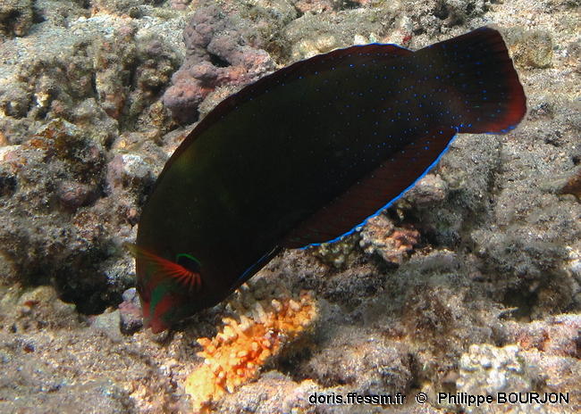 DORIS_ffessm's tweet image. Un #labridé de #merRouge et #océanIndien avec un fort dimorphisme sexuel arrive sur le site : la #girelle africaine.

BOURJON Philippe, SITTLER Alain-Pierre in #DORIS, 16/07/2024 :
Coris cuvieri (Bennett, 1831), doris.ffessm.fr/ref/specie/3432

 #biodiversite #poissons #Vertebrata #fish