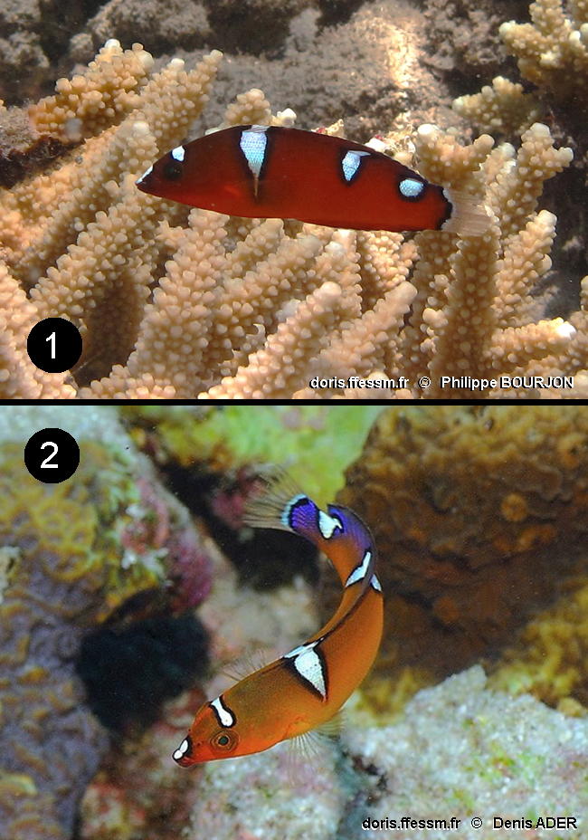 DORIS_ffessm's tweet image. Un #labridé de #merRouge et #océanIndien avec un fort dimorphisme sexuel arrive sur le site : la #girelle africaine.

BOURJON Philippe, SITTLER Alain-Pierre in #DORIS, 16/07/2024 :
Coris cuvieri (Bennett, 1831), doris.ffessm.fr/ref/specie/3432

 #biodiversite #poissons #Vertebrata #fish
