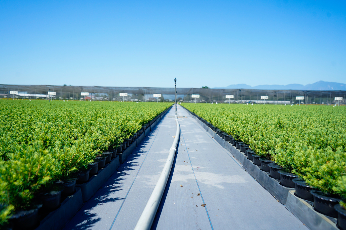 Qualitree tweet media