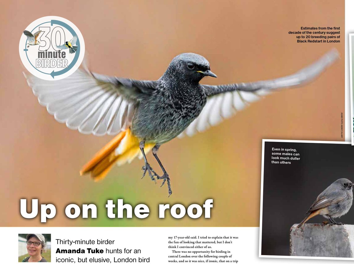 Amanda Tuke (@suburbanwilduk) on Twitter photo What's the best bird ever? The one you finally found on a roof just off Oxford Street of course. ๐<a href="/BirdWatchingMag/">Bird Watching</a> #30MinuteBirder #TheUrbanNaturalist #BlackRedstart the-urban-naturalist.com/2024/07/16/30-โฆ What's the best bird ever? The one you finally found on a roof just off Oxford Street of course. ๐<a href="/BirdWatchingMag/">Bird Watching</a> #30MinuteBirder #TheUrbanNaturalist #BlackRedstart the-urban-naturalist.com/2024/07/16/30-โฆ