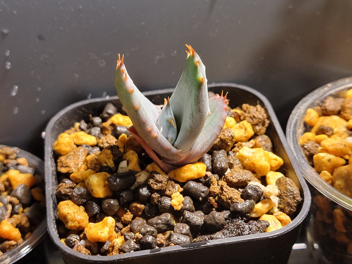 yugu_plants's tweet photo. Aloe aculeata 実生(2023.11)
おまけでついてきて、アロエ~?アロエなぁ・・・ようわからんけど蒔くか・・・で蒔いたら、大変いい感じに育ってて、これのお陰でアロエに目覚めました。10品種くらい追加で蒔きました。Seedstock恐ろしいで自分・・・
#Aloe #aculeata https://t.co/O3JOaKGDD2
