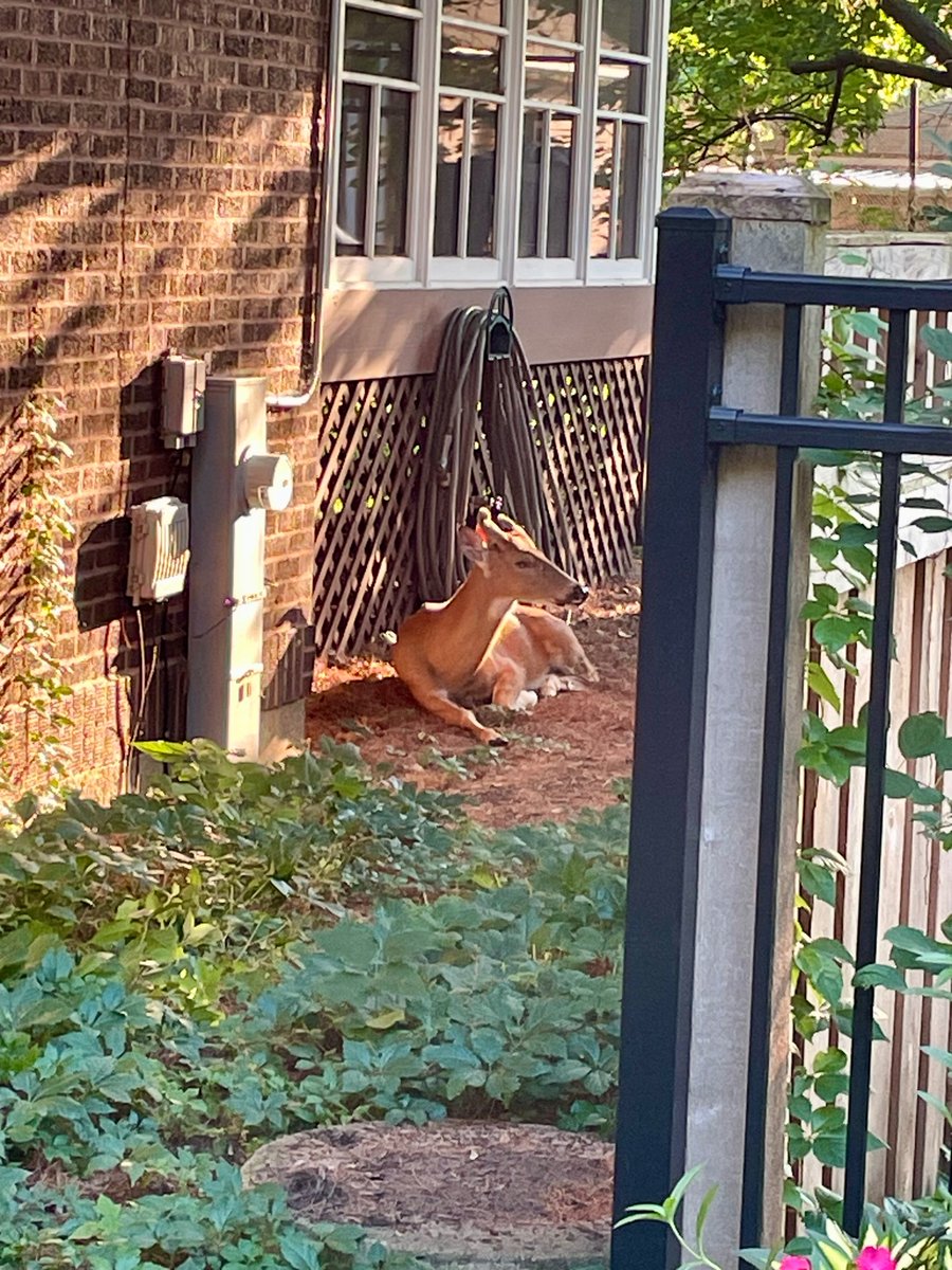 Chicagoland Frank tweet media