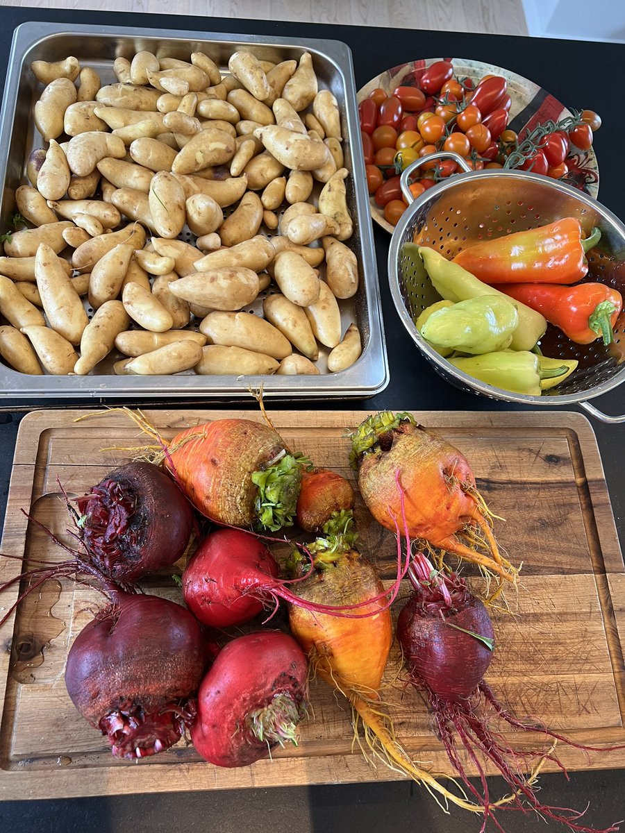 Dagens innhøsting #kjøkkenhage #dyrkeselv