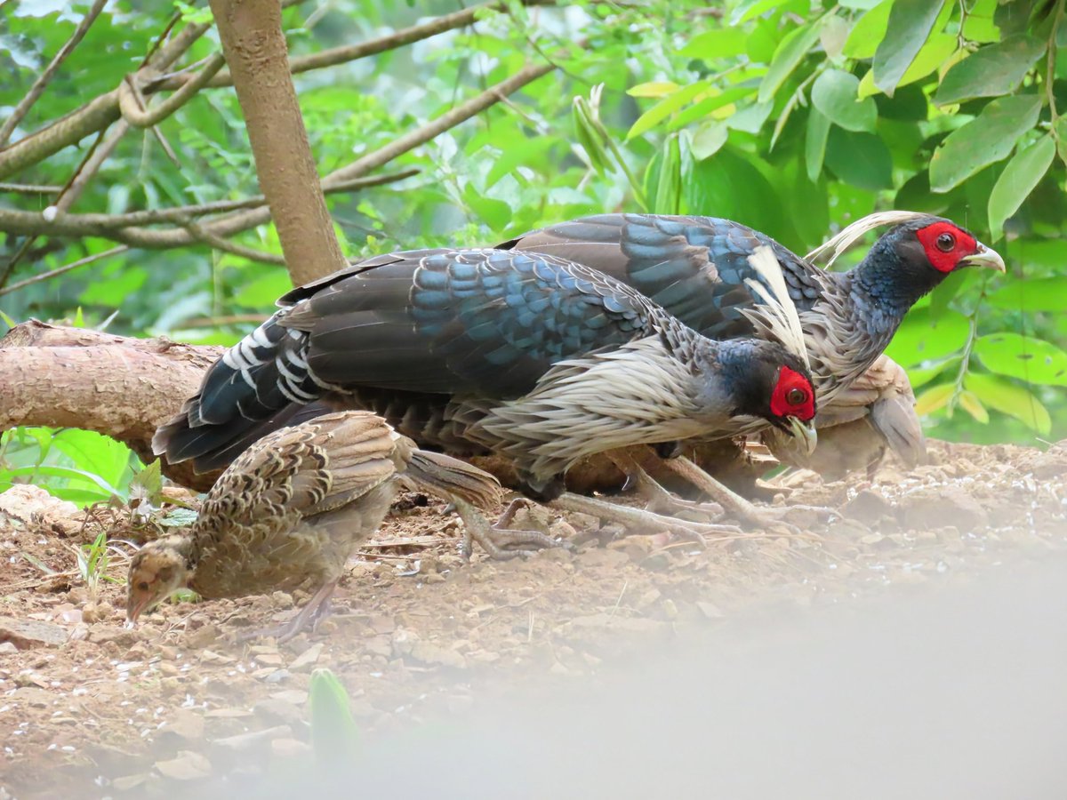 anjkrishna's tweet photo. A double dose of handsomeness...

White-crested sub-species of Kalij pheasants

Why are they called Kalij? https://t.co/MzSjJuXktc