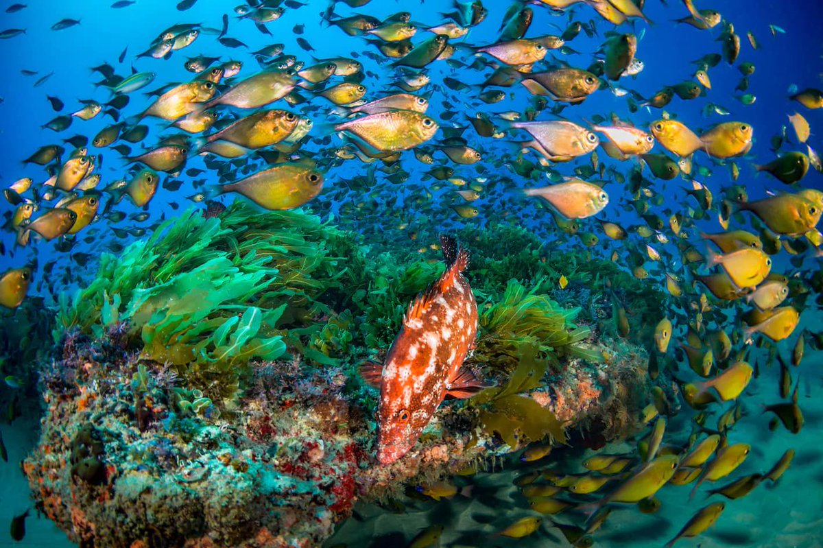 ONUMocambique's tweet photo. Apelamos à comunidade internacional para reforçar o seu apoio à proteção da biodiversidade e das comunidades resilientes - por meio do Plano de Gestão e Negócios da Reserva da Biosfera das #Quirimbas.
Todos podem e devem participar da ação climática! https://t.co/WDDthYKnwF