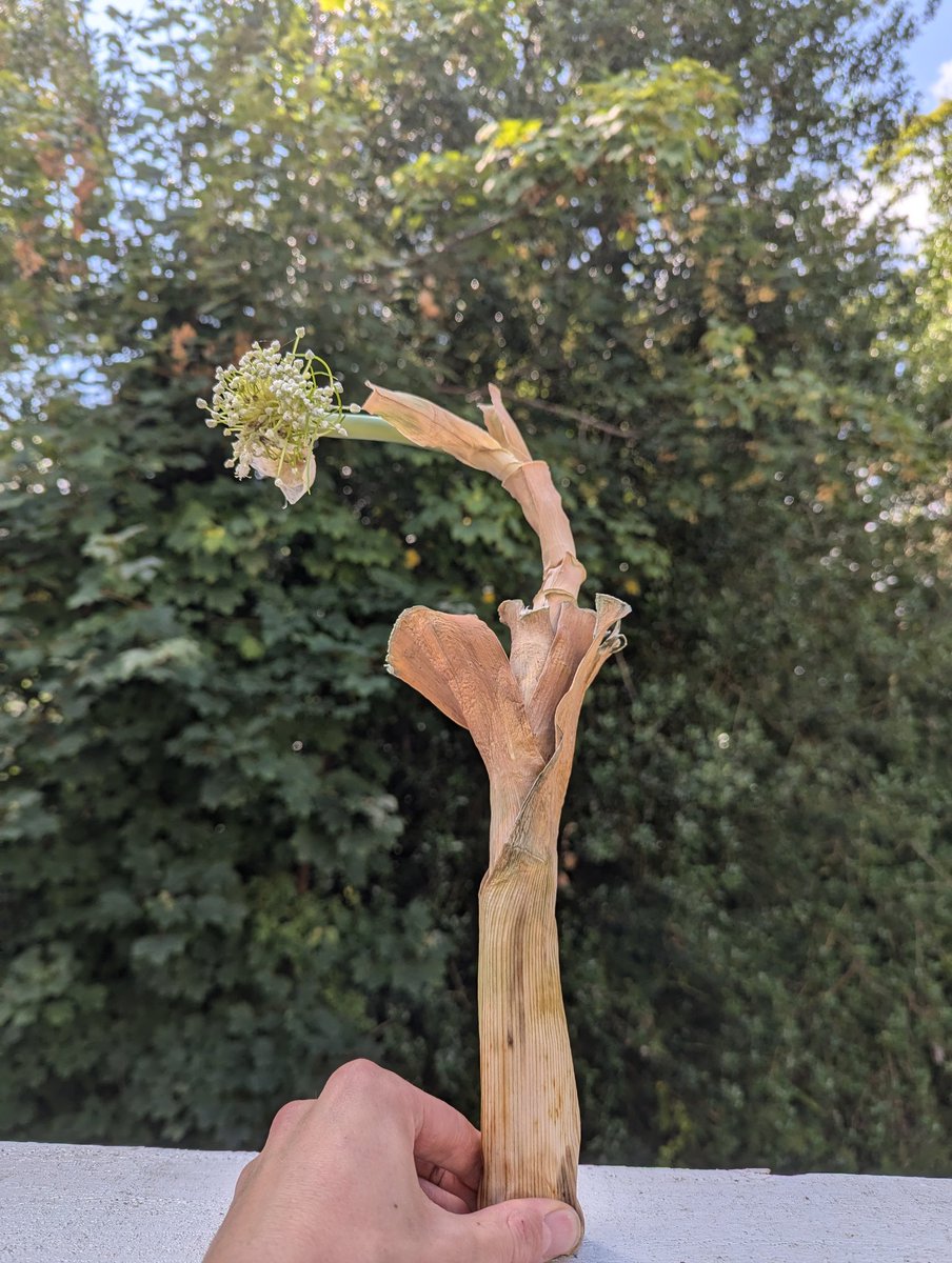 Despite all the uncertainty, the drama, the turmoil, one thing remained constant.
The leek remains.
The leek has outlasted Vaughan Gething.

Defying all doubts, this little leek from a Tesco in Chepstow has lasted 60 days, and seen the end of Gethings premiership 

What a journey
