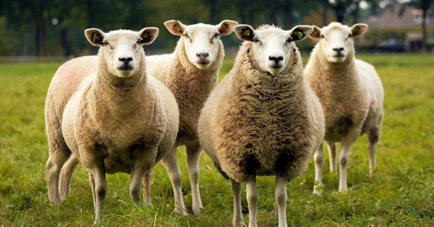 Het Bureau Diergeneesmiddelen roept dierenartsen of veehouders op om bijwerkingen en gebrek aan werkzaamheid van #blauwtongvaccins te melden. Zo krijgen we meer inzicht in de veiligheid en werkzaamheid 👉 cbg-meb.nl/actueel/nieuws…