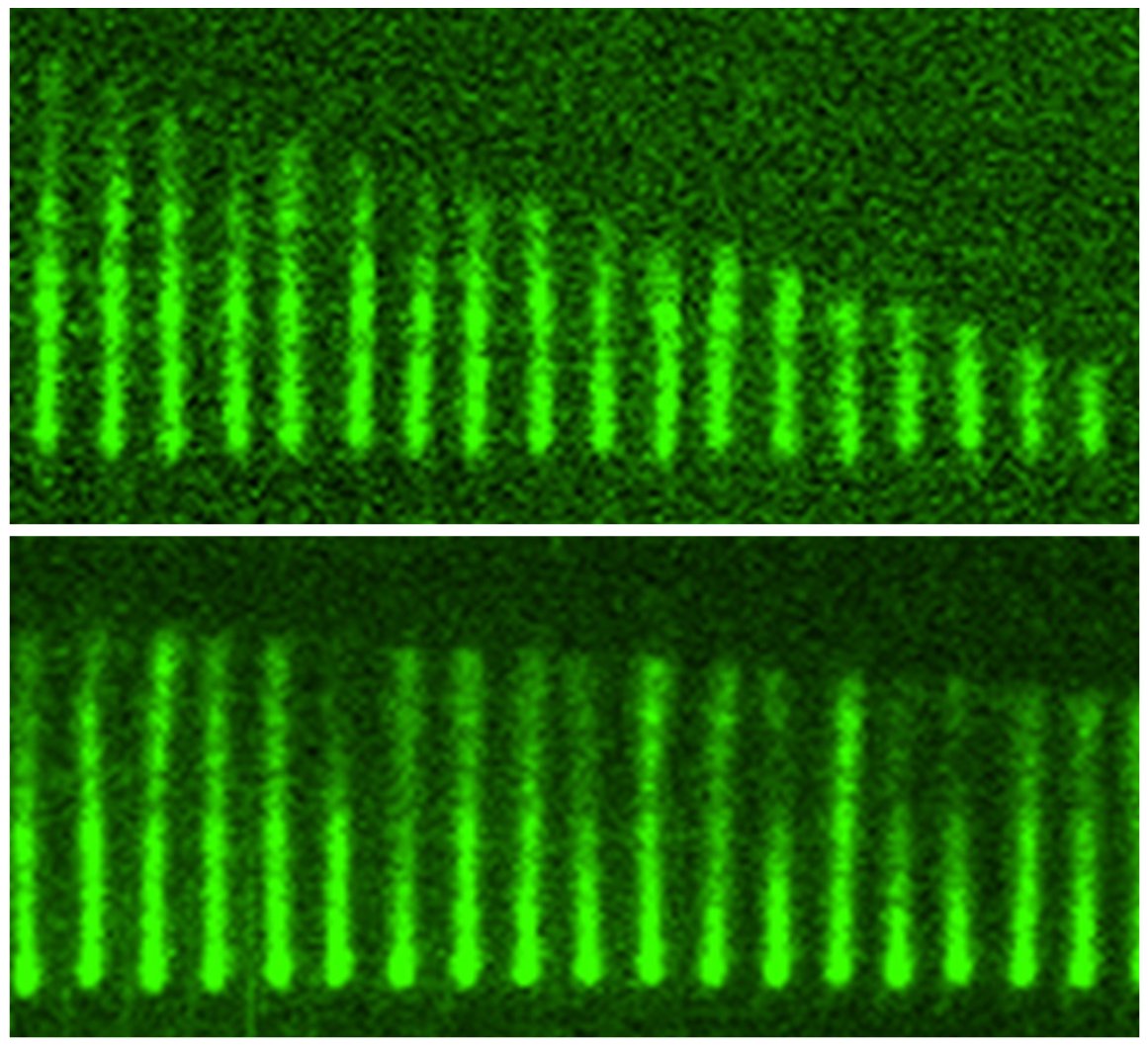 Profilin, cofilin, and twinfilin — no, they aren’t <a href="/Pokemon/">Pokémon</a>, these proteins regulate the #cytoskeleton. The research team used #microfluidics and theory to show how these proteins work to recapitulate the observed dynamics of actin filament breakdown.

📝 go.aps.org/4f4uSKm