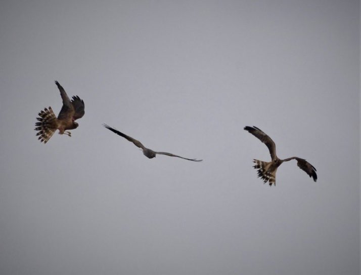 Harrier Conservation International tweet media