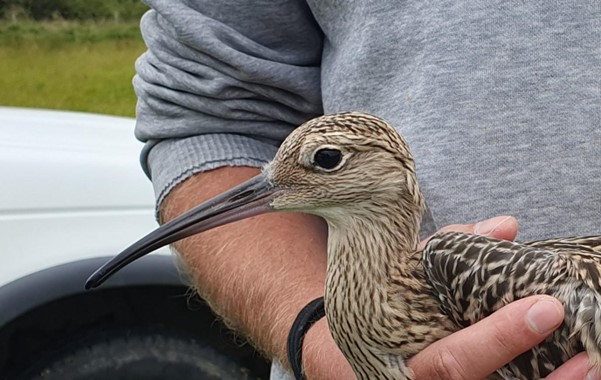 BTO (@_bto) on Twitter photo The first headstarted Curlew in the East of England project have been released into Norfolk! 😀 Please look out for Curlew with yellow leg flags & report sightings here ➡️ bit.ly/ReportACurlew
<a href="/Pensthorpe/">Pensthorpe</a> <a href="/WildKenHill/">Dominic Buscall</a> <a href="/NaturalEngland/">Natural England</a> <a href="/RoyalAirForce/">Royal Air Force</a>
📷KMBowgen The first headstarted Curlew in the East of England project have been released into Norfolk! 😀 Please look out for Curlew with yellow leg flags & report sightings here ➡️ bit.ly/ReportACurlew
<a href="/Pensthorpe/">Pensthorpe</a> <a href="/WildKenHill/">Dominic Buscall</a> <a href="/NaturalEngland/">Natural England</a> <a href="/RoyalAirForce/">Royal Air Force</a>
📷KMBowgen