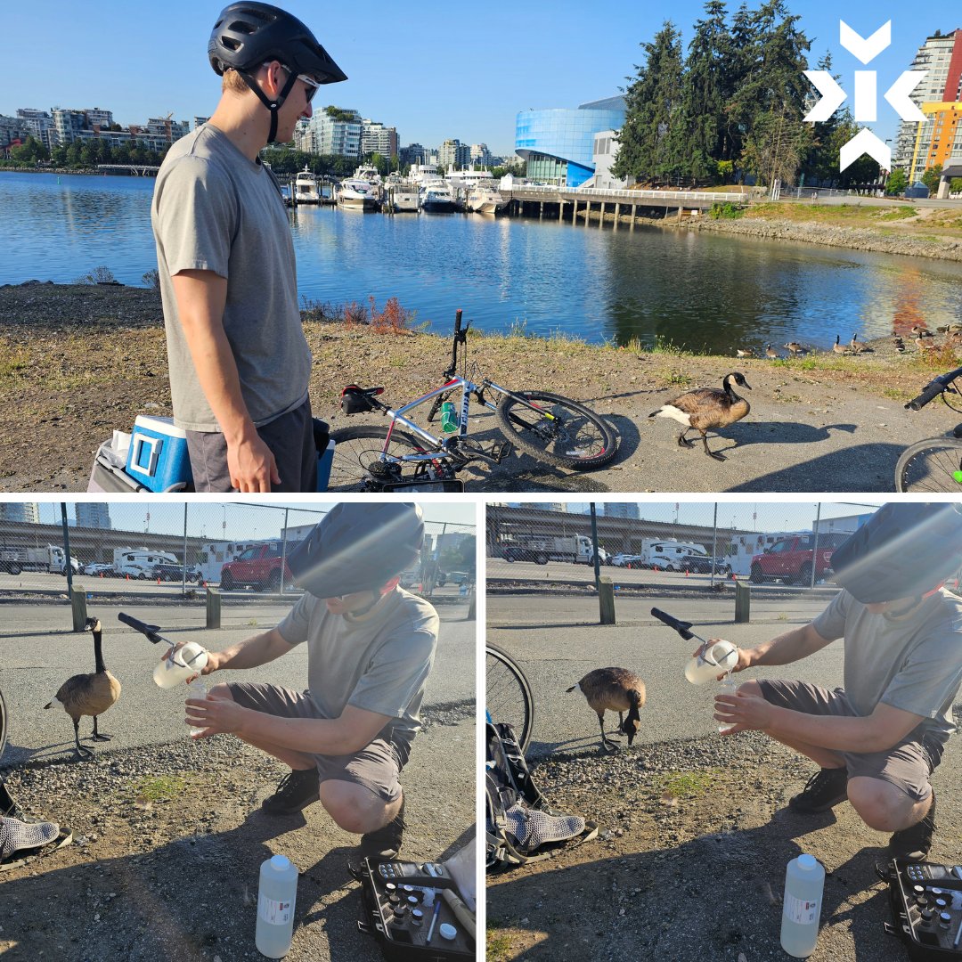 KeystoneEnv's tweet image. For the 3rd year, this project allows us to get on our bikes and do #EnvironmentalSampling around beautiful False Creek with an inquisitive goose watching the field work of our Engineering co-op student, William Challis!

#BeautifulBC #GreatDayAtTheOffice #HaveFunAtWork